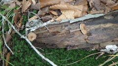 Pluteus longistriatus