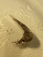 Melanoides tuberculata