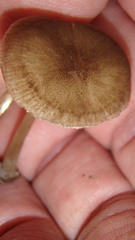 Pluteus longistriatus