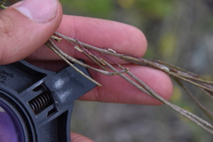 Boechera retrofracta