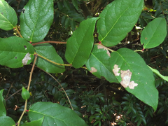 Cameraria gaultheriella