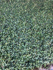 Trachelospermum asiaticum