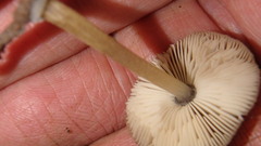 Pluteus longistriatus