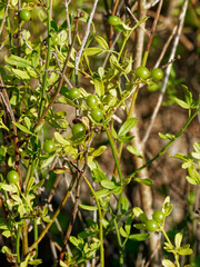 Chrysojasminum fruticans