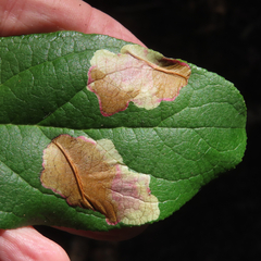 Cameraria gaultheriella