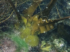 Saccorhiza polyschides