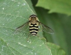 Syrphus torvus