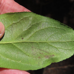 Cameraria gaultheriella