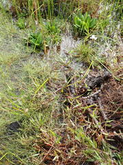 Xyris caroliniana