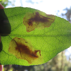 Cameraria gaultheriella