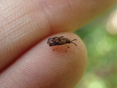 Sumitrosis inaequalis