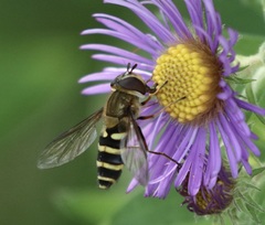 Syrphus torvus