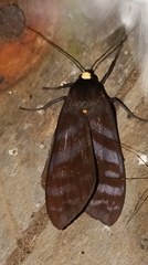 Pachydota