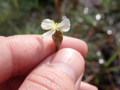 Xyris caroliniana