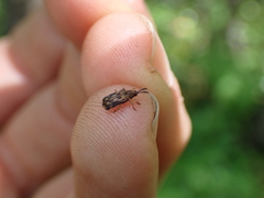 Sumitrosis inaequalis