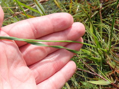Xyris caroliniana