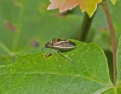 Mormidea lugens