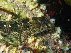 Lipophrys pholis