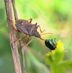 Picromerus bidens