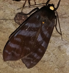 Pachydota