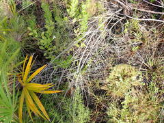 Xyris caroliniana