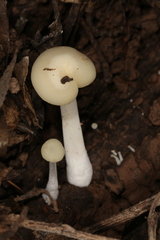 Lactocollybia