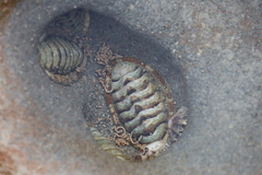 Sypharochiton pelliserpentis