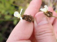 Xyris caroliniana