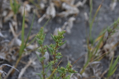 Suaeda calceoliformis