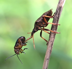 Picromerus bidens