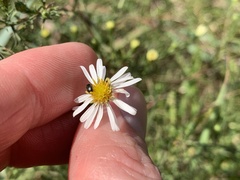 Symphyotrichum depauperatum