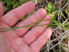 Xyris caroliniana