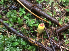 Sphaerobolus stellatus