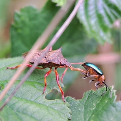 Picromerus bidens