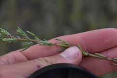 Suaeda calceoliformis