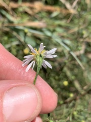 Symphyotrichum depauperatum