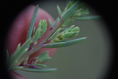 Suaeda calceoliformis
