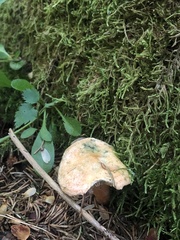 Lactarius deterrimus