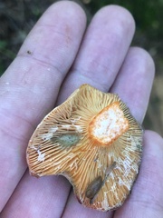 Lactarius deterrimus