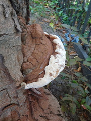 Ganoderma australe