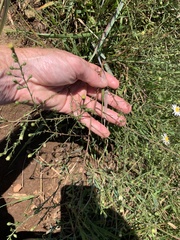 Symphyotrichum depauperatum
