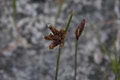 Amphiscirpus nevadensis