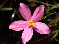 Sabatia grandiflora