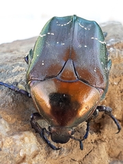 Protaetia cuprea