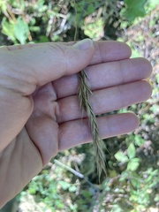 Elymus virginicus