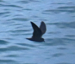 Hydrobates microsoma