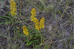 Solidago simplex