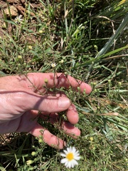 Symphyotrichum depauperatum