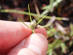 Sabatia grandiflora