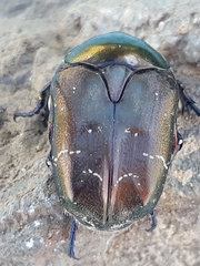 Protaetia cuprea